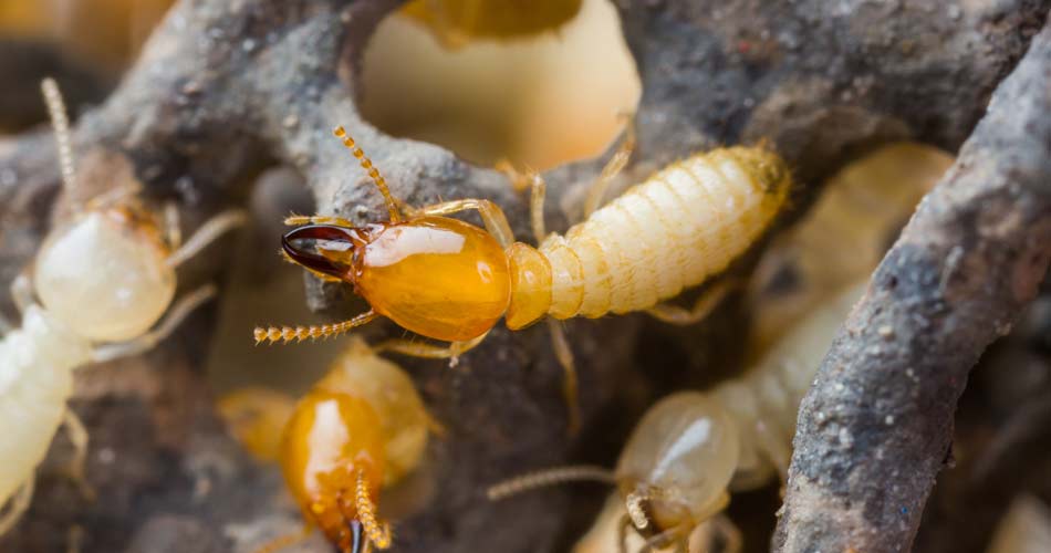 WDO Termite Inspection Services